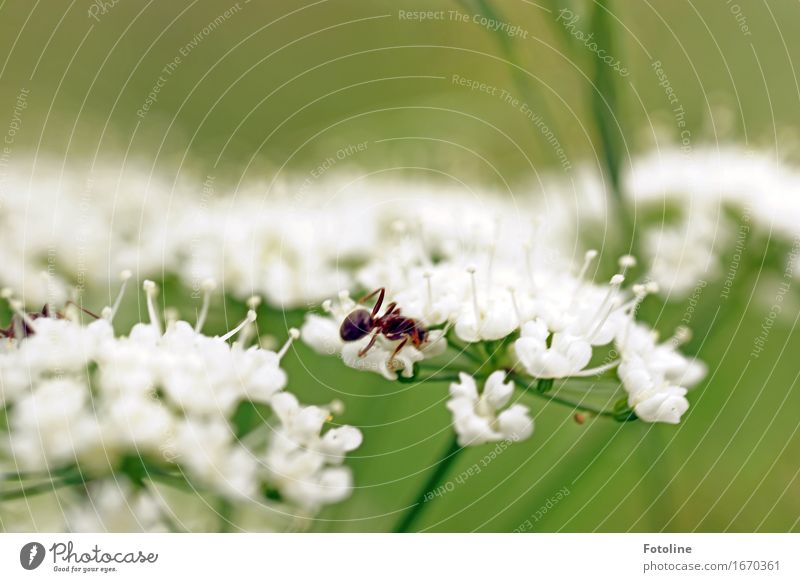 Busy summer Environment Nature Plant Animal Summer Beautiful weather Flower Garden 1 Free Bright Near Natural Green White Ant Common Yarrow Blossom Crawl