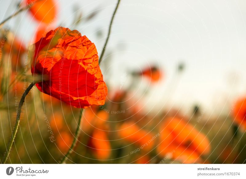 Poppy seed from the left Harmonious Contentment Calm Meditation Summer Summer vacation Environment Nature Plant Flower Wild plant Field Blossoming Relaxation