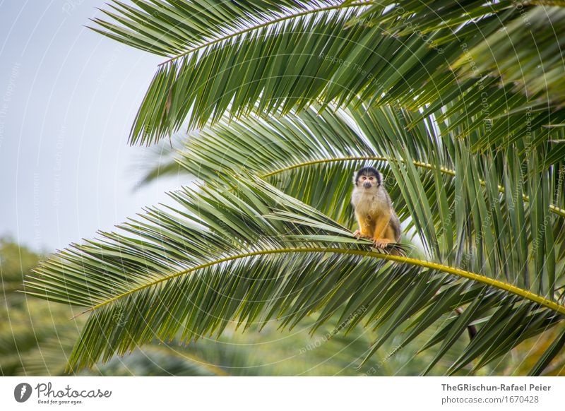 I've got a house a monkey and a..... Animal Wild animal Blue Brown Yellow Green Black White Young monkey squirrel monkeys Palm tree Sky Branch Loneliness