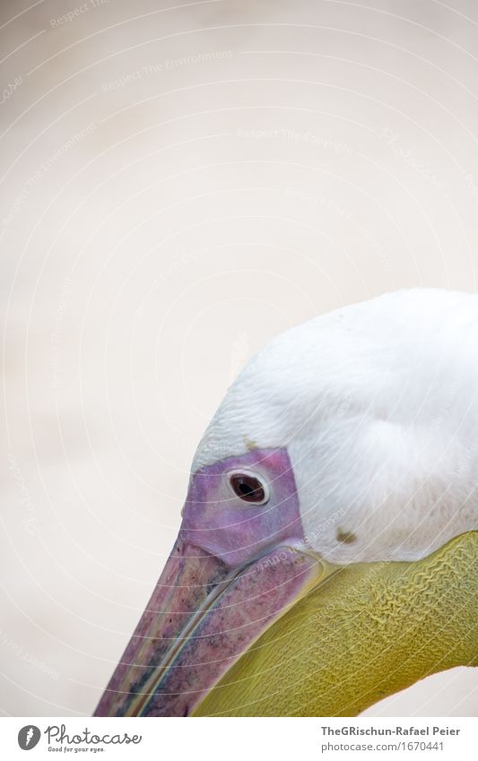 pelican Animal 1 Brown Yellow Violet Pink White Pelican Living thing Beak Vessel Eyes Head Colour photo Exterior shot Deserted Copy Space top