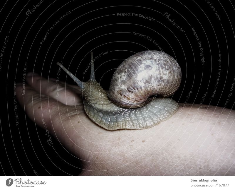 Looking ahead Subdued colour Exterior shot Close-up Copy Space top Neutral Background Evening Flash photo Shallow depth of field Animal portrait Rear view