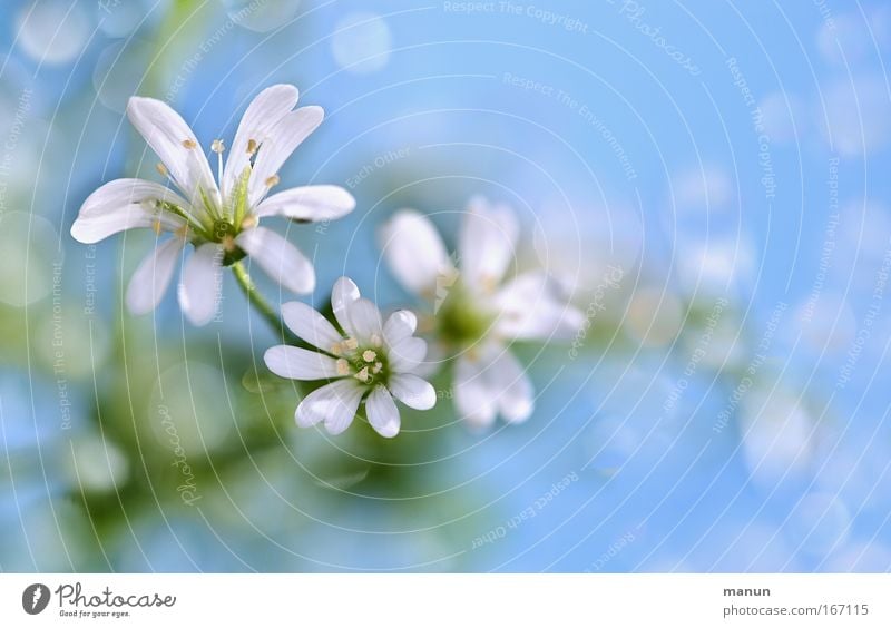 white petals Style Design Harmonious Well-being Senses Calm Fragrance Mother's Day Gardening Market garden Plant Drops of water Sunlight Spring Summer Flower