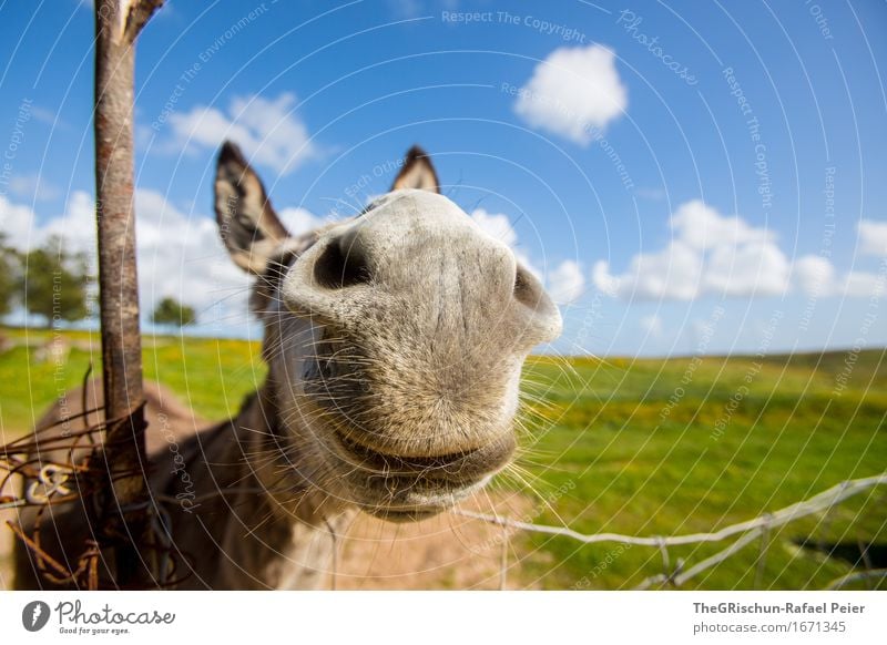 El Burro 3 Animal 1 Blue Brown Gray Green Black Silver White Dog-ear Donkey Sky Clouds Nostril Grinning Funny Ear Snout Pasture Grass To feed Curiosity