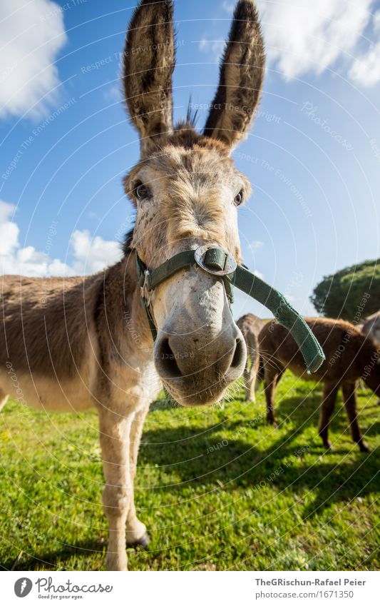 El Burro 6 Animal 1 Group of animals Blue Brown Gray Green Black Silver White Donkey el burro Bridle Snout Dog-ear Pelt Bushy Grass Meadow To feed Clouds Shadow