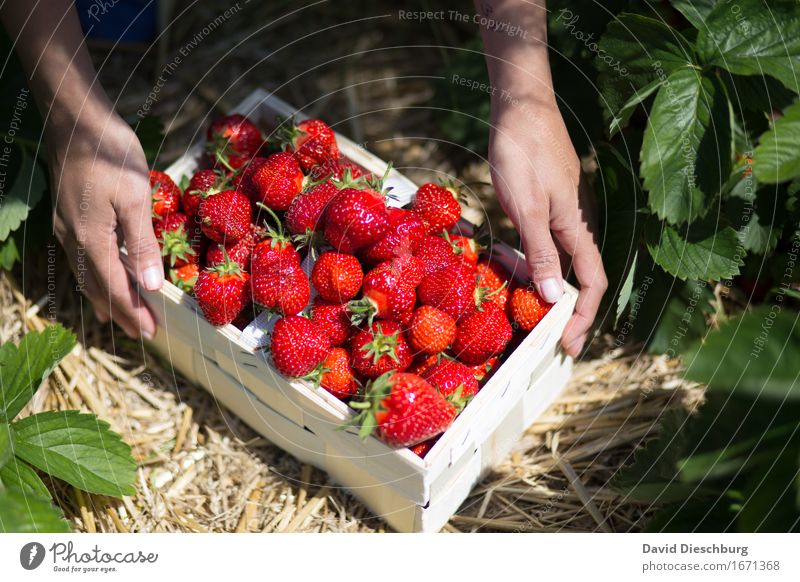 Fresh goods Food Fruit Nutrition Organic produce Vegetarian diet Hand Nature Summer Beautiful weather Plant Agricultural crop Field Yellow Green Red