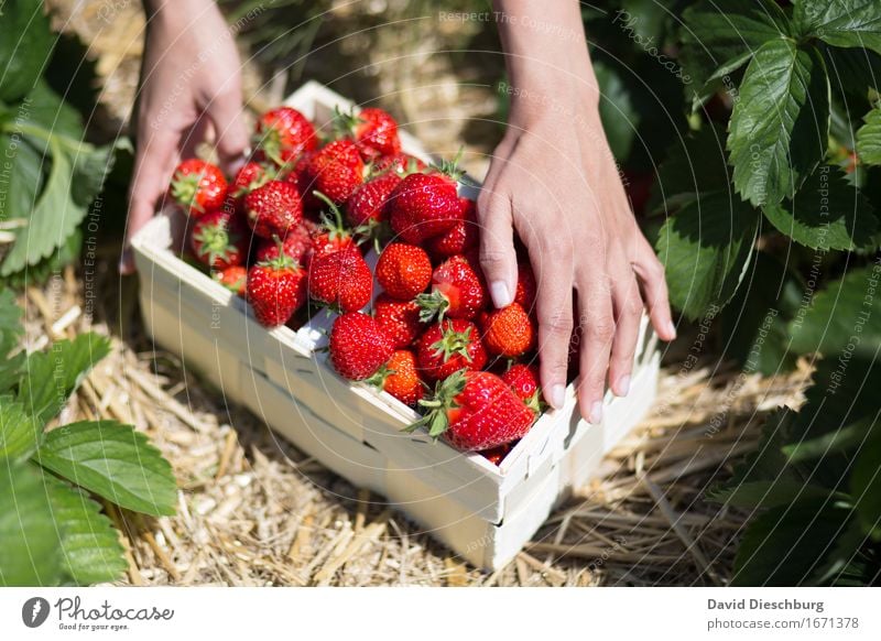 Red Gold Food Fruit Nutrition Organic produce Finger food Nature Spring Summer Beautiful weather Plant Field Yellow Green Delicious Sweet Collection Strawberry