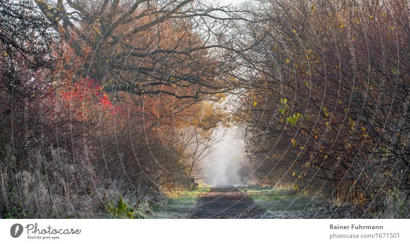 The way is the goal Landscape Plant Autumn Winter Fog Park Walking Sadness Romance Grief "Way Target Expectation Philosophy infinitely Vision Colour photo