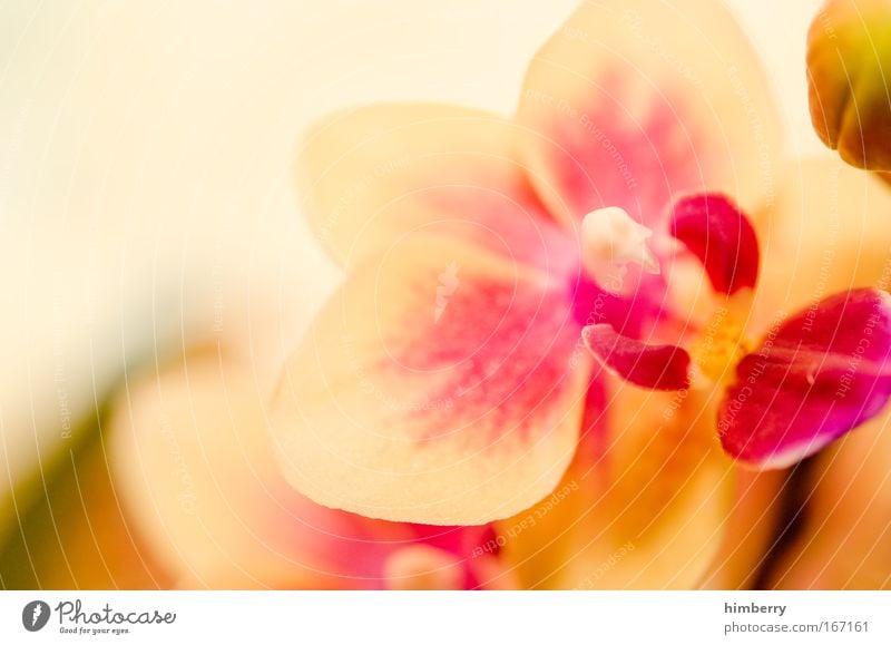 cream & pink Colour photo Multicoloured Exterior shot Close-up Detail Macro (Extreme close-up) Copy Space left Copy Space top Copy Space bottom