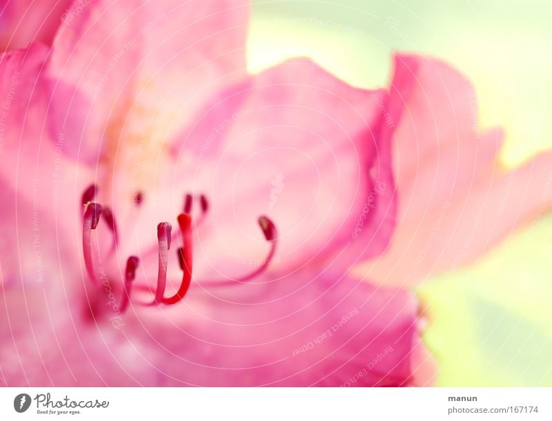 Think Pink! Colour photo Exterior shot Close-up Detail Macro (Extreme close-up) Abstract Pattern Copy Space right Copy Space top Copy Space bottom