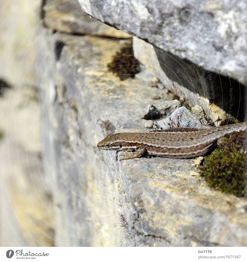 Lizard sunbathing Environment Nature Animal Sunlight Summer Beautiful weather Rock Wild animal Animal face Flake Claw Wall lizard 1 Stone Observe Blue Brown