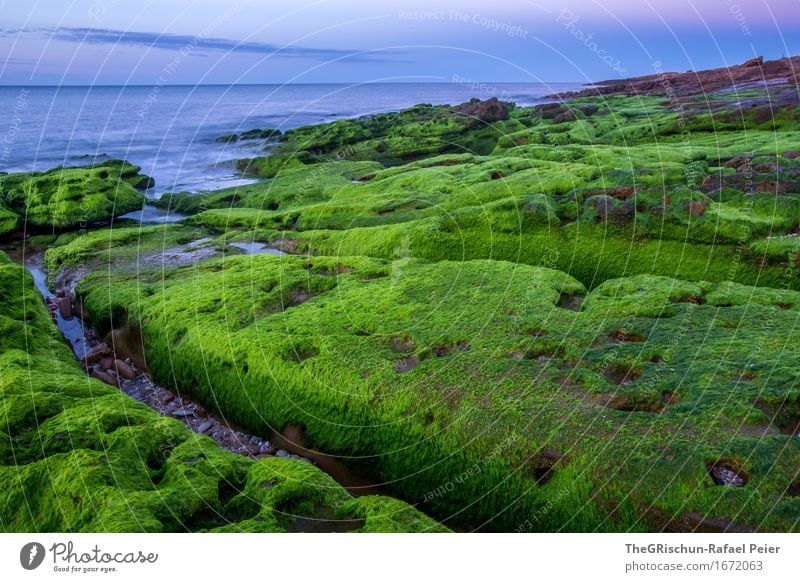 moss Environment Nature Landscape Blue Green Pink Algarve Coast Stone Rock Moss Ocean Water Sky Overgrown Plant Colour photo Exterior shot Detail Deserted