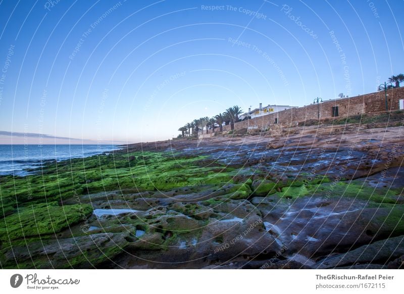 Luz Portugal Environment Nature Landscape Blue Brown Gray Green Algarve Moss Carpet of moss Coast Stone Rock Beach Palm tree Sky Ocean Vacation & Travel