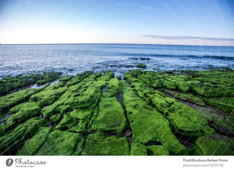 Moss III Environment Nature Landscape Blue Green Pink Algarve Portugal Carpet of moss Water Ocean Sky Moody Stone Rock Pattern Colour photo Exterior shot