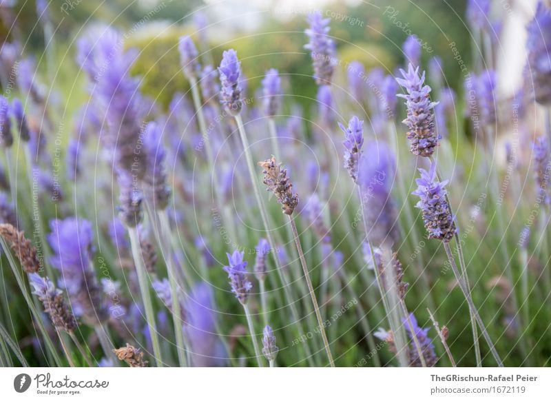 lavender Environment Nature Plant Brown Gray Green Violet Lavender Grass Blossoming Fragrance Sense of taste Colour photo Exterior shot Detail