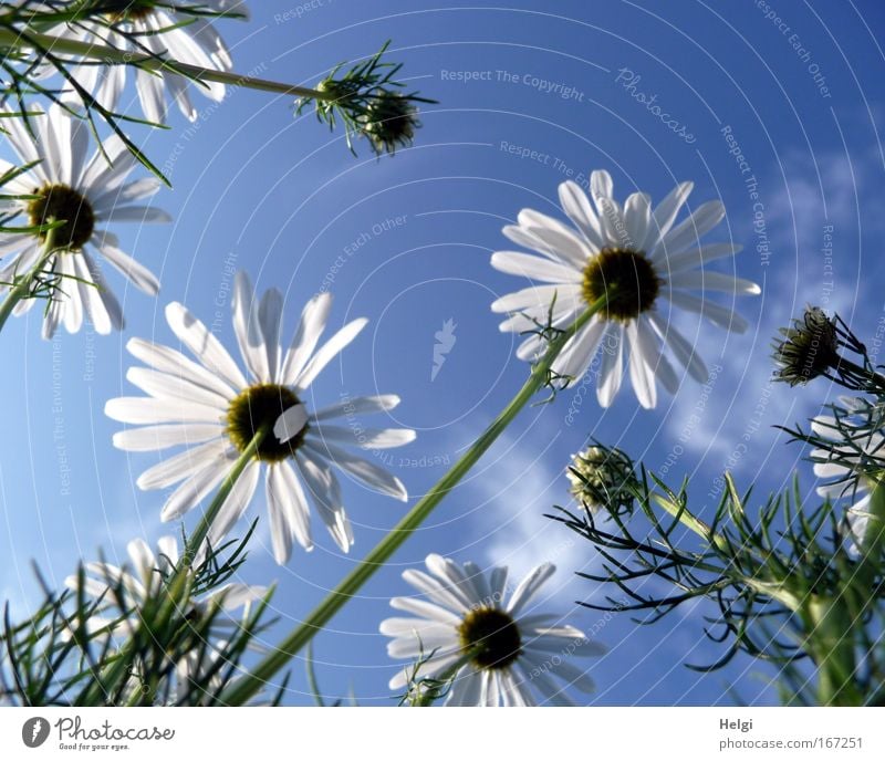 summer flower... Colour photo Exterior shot Deserted Copy Space top Day Sunlight Worm's-eye view Environment Nature Plant Sky Clouds Summer Beautiful weather