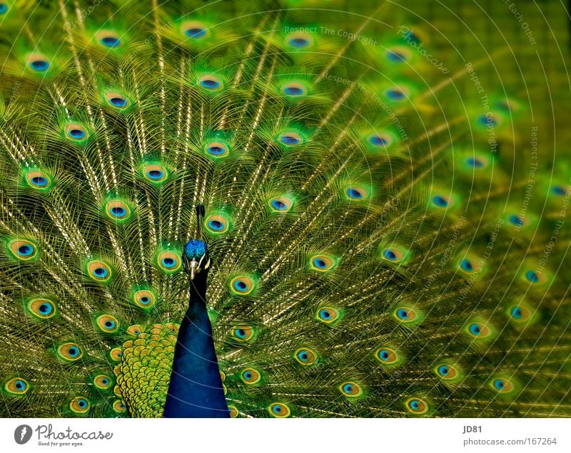 Colourful Colour photo Multicoloured Exterior shot Close-up Pattern Structures and shapes Blur Animal portrait Looking into the camera Forward Wild animal