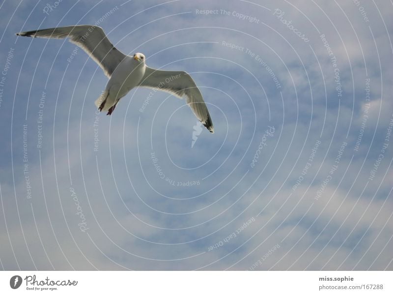 be free Nature Sky Clouds Animal Bird Wing Observe Flying Elegant Free Curiosity Blue Power Might Beautiful Arrogant High spirits Movement Freedom Peace