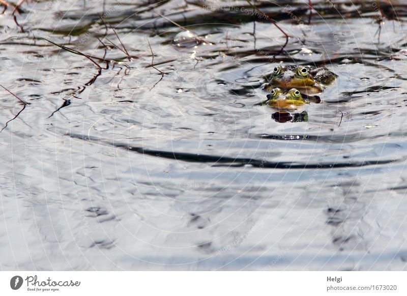 quack quack... Environment Nature Animal Water Spring Beautiful weather Bog Marsh Wild animal Frog Water frog Propagation 2 Rutting season Authentic Together