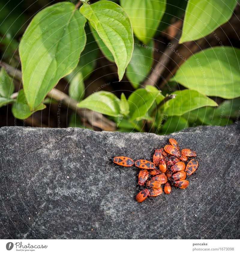 congestion theory Elements Plant Group of animals Flock Many Movement Firebug Insect Stone Red Green Traffic jam Colour photo Exterior shot Copy Space left