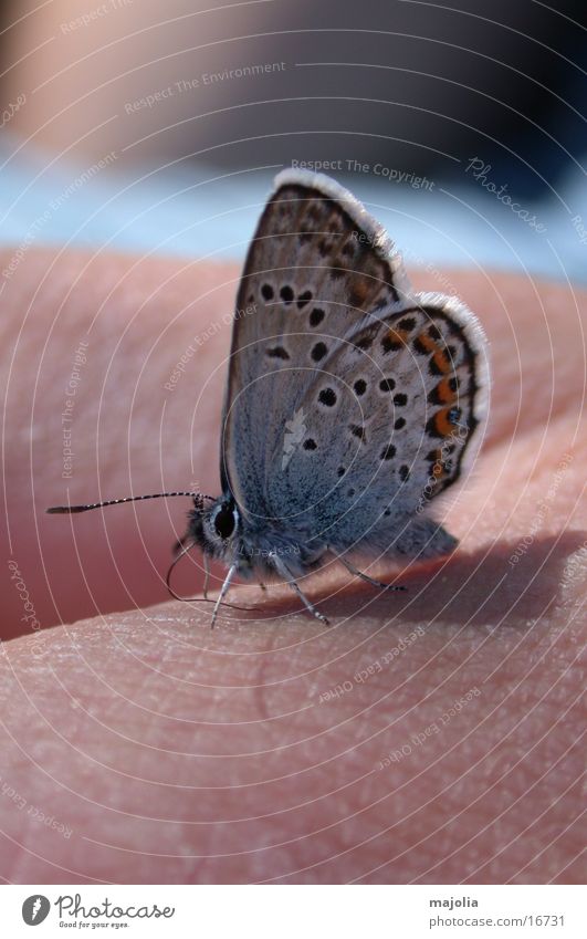 hungry butterfly Butterfly Hand Transport Macro (Extreme close-up) Blue