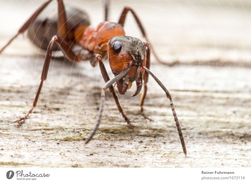 Portrait of a red wood ant Environment Nature Animal Animal face "Ant Red Ant" 1 Exceptional Threat Curiosity Wild Bravery Love of animals Colour photo Close-up