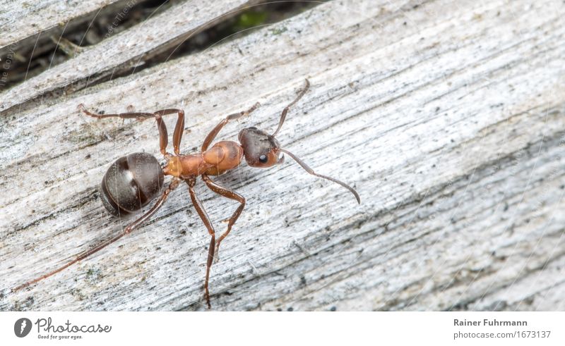 a red wood ant "Red wood ant Ant" 1 Animal Observe Movement To feed Fight Crawl Bravery Diligent Nature Colour photo Macro (Extreme close-up) Copy Space right