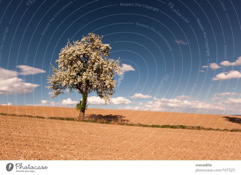 Apple blossom IV Colour photo Exterior shot Deserted Copy Space right Copy Space top Copy Space bottom Day Sunlight Long exposure Deep depth of field