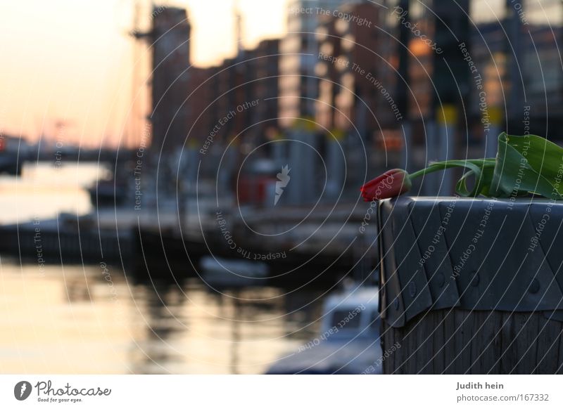 tulip Colour photo Exterior shot Deserted Evening Twilight Flash photo Sunrise Sunset City trip Plant Water Sunlight Tulip River Motorboat Blossoming Dream