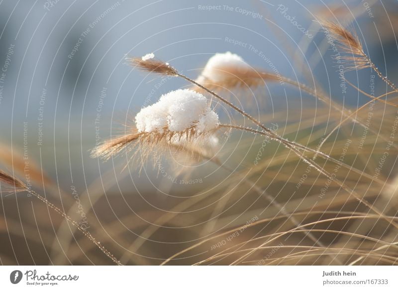 Crowned heads Colour photo Close-up Detail Morning Sunlight Winter Snow Bushes Dream Growth Natural Brown White Happy Spring fever Wisdom Pride Survive Majestic