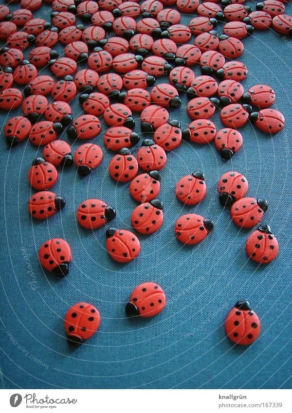 beetle meetings Colour photo Subdued colour Studio shot Close-up Deserted Neutral Background Animal Ladybird Group of animals Beautiful Round Gray Red Black