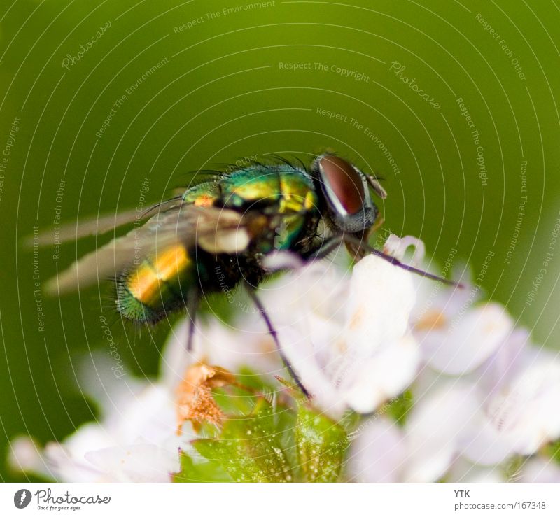 Come Fly away! Colour photo Multicoloured Exterior shot Detail Macro (Extreme close-up) Structures and shapes Deserted Copy Space top Day Twilight Shadow