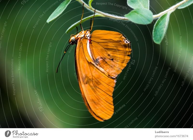 Julia Butterly in florida Butterfly Brown Green Orange wings Nature newly born Colour photo Close-up