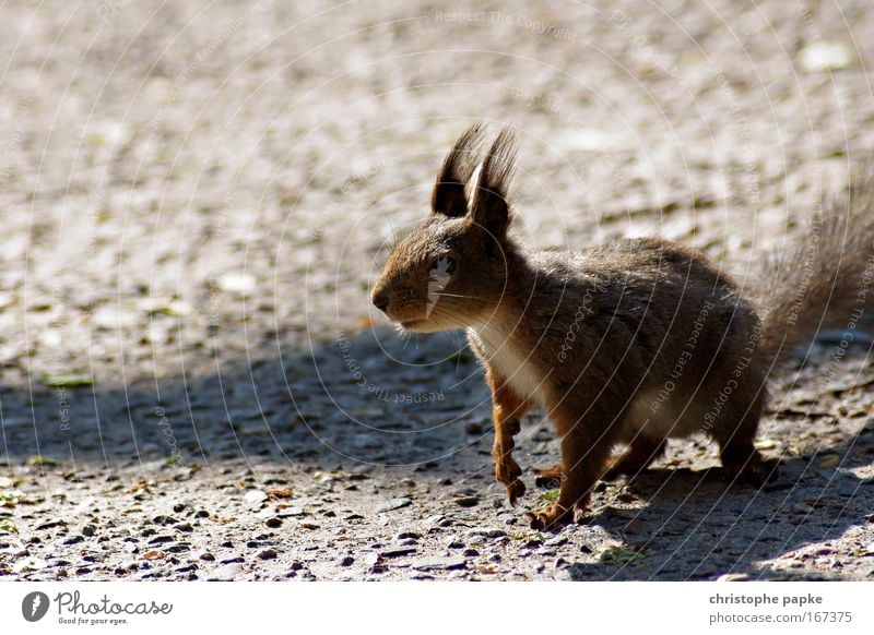 The squirrel effect Colour photo Exterior shot Day Shadow Worm's-eye view Landscape Wild animal Pelt Claw Paw Squirrel 1 Animal Feeding Wait Happiness Curiosity