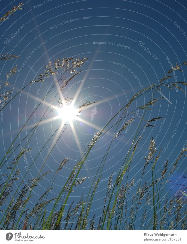 blades of grass swaying in the wind against a blue sky with sun Colour photo Exterior shot Close-up Deserted Day Flash photo Light Silhouette Sunlight