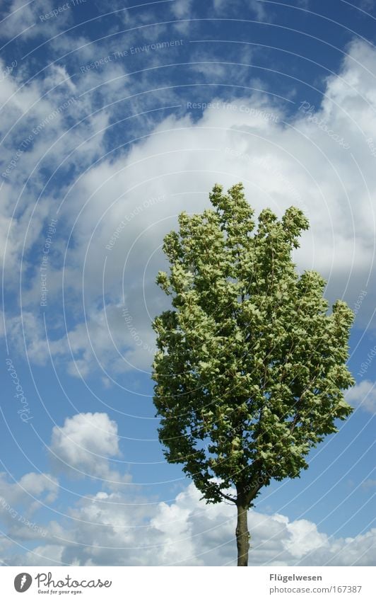 1st hour in the nursery: Stand straight! Colour photo Exterior shot Environment Nature Landscape Plant Sky Clouds Climate Tree Park Relaxation Faded