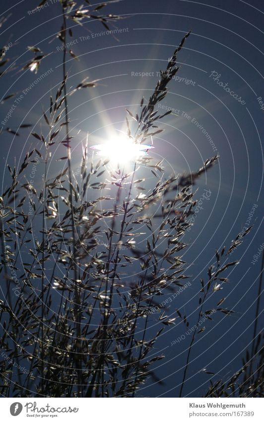 Grass panicles backlit under summer sky Colour photo Exterior shot Close-up Deserted Shadow Silhouette Sunlight Sunbeam Back-light Deep depth of field