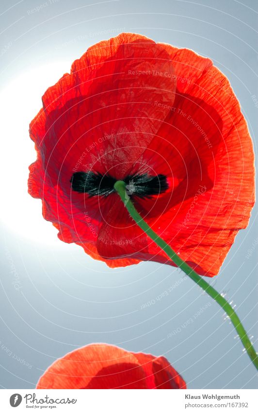 Corn poppy flower against blue sky seen from below Colour photo Exterior shot Close-up Macro (Extreme close-up) Day Flash photo Sunlight Sunbeam Back-light