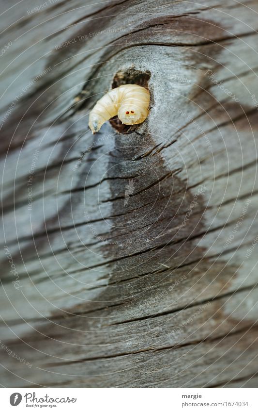 Woodworm: a small worm in a board Animal Wild animal Worm Animal face 1 Brown Aggravation Transience Knothole Wormhole Worm-eaten Branch Furniture Annual ring