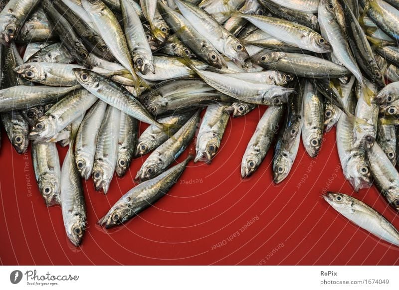 sardines Food Fish Seafood Nutrition Shopping Healthy Healthy Eating Fisherman fishermen Trade Environment Nature Animal Flock To enjoy Esthetic Fresh Delicious