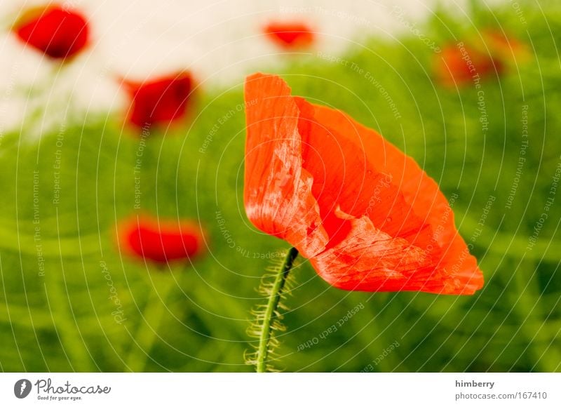 red poppy Colour photo Multicoloured Exterior shot Close-up Detail Macro (Extreme close-up) Deserted Copy Space left Copy Space top Copy Space bottom Shadow