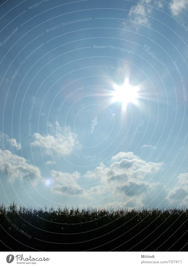 spring awakening Colour photo Exterior shot Experimental Deserted Copy Space top Copy Space bottom Neutral Background Day Contrast Silhouette Reflection