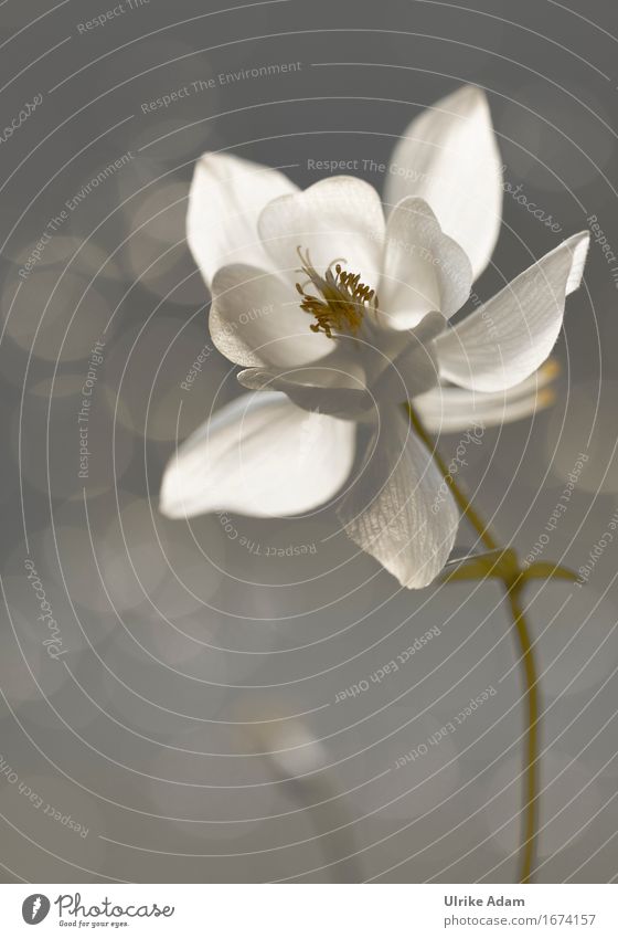 White columbine (Aquilegia) Nature Plant Sunlight Spring Summer Flower Blossom Wild plant Pot plant Herbaceous plants Garden Park Meadow Blossoming Illuminate