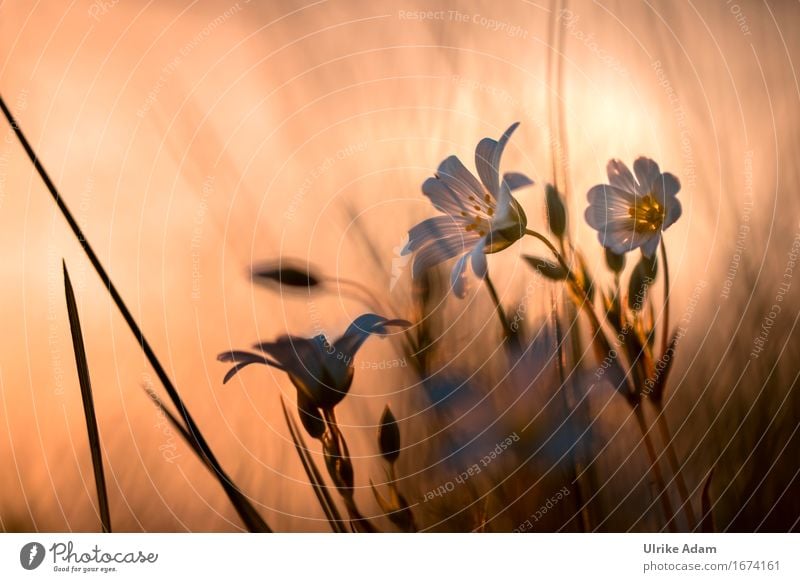 chickweed in the evening light - Funeral card Nature Plant Sun Sunrise Sunset Sunlight Spring Summer Beautiful weather Flower Blossom Wild plant Meadow Field