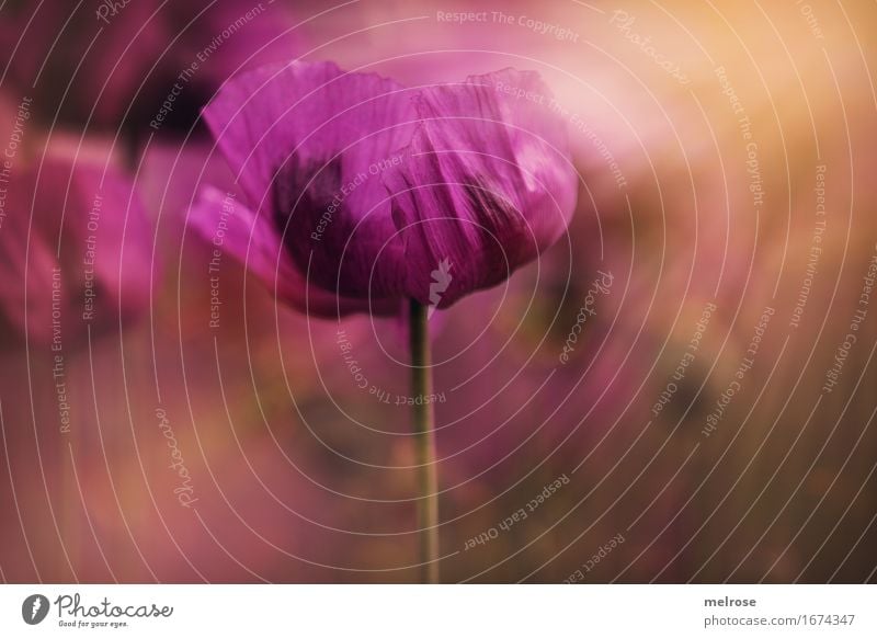 MOHN in the light Poppy Elegant Style Nature Plant Summer Beautiful weather Blossom Wild plant Corn poppy Poppy blossom Blossom leave Flower stem Field Colour