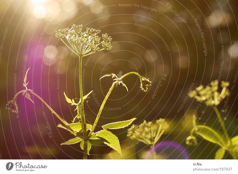 Eyes closed and knips - blinded by the sun Colour photo Exterior shot Evening Twilight Sunbeam Back-light Relaxation Environment Nature Landscape Plant Animal