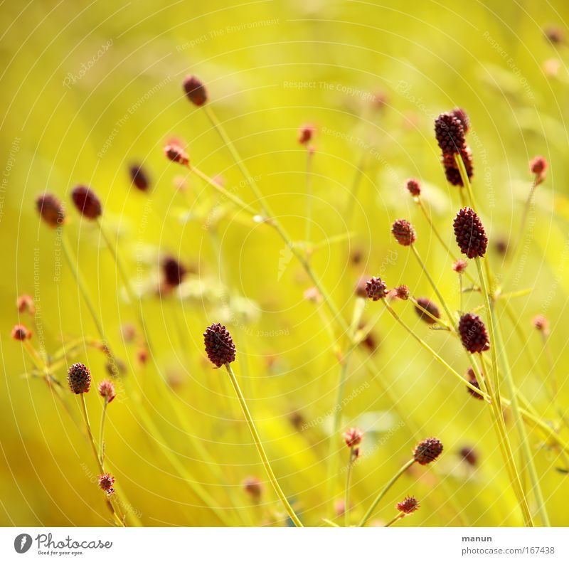 jaune Colour photo Subdued colour Exterior shot Detail Abstract Pattern Deserted Copy Space top Copy Space bottom Neutral Background Day Contrast Sunlight