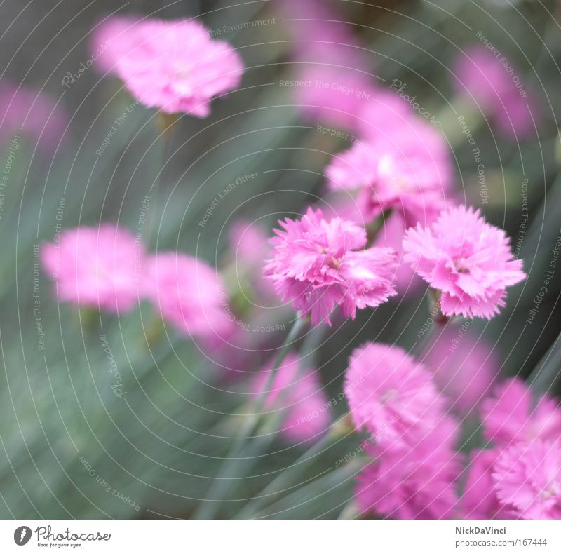 communistic fade away Blur Environment Nature Plant Flower Blossom Foliage plant Dianthus Russia Cuba north korea China Vietnam Laos Blue Green Pink Solidarity