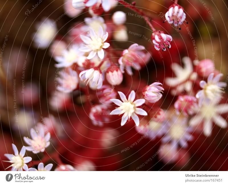 Blue stonecrop flowers in Sardinia Nature Plant spring bleed Wild plant Exotic Blossoming Fragrance Illuminate Growth Pink White Spring fever Colour