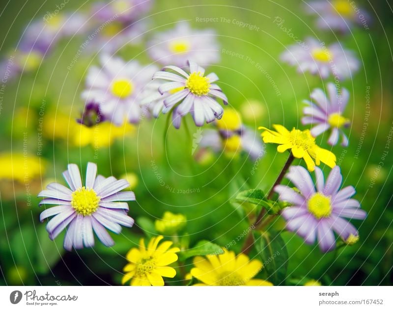 Multicolored Flowers Daisy Stamen stamp blooming Blossom florescence growth plans flora floral botany Verdant Violet Pink petals soft garden freshness Florist