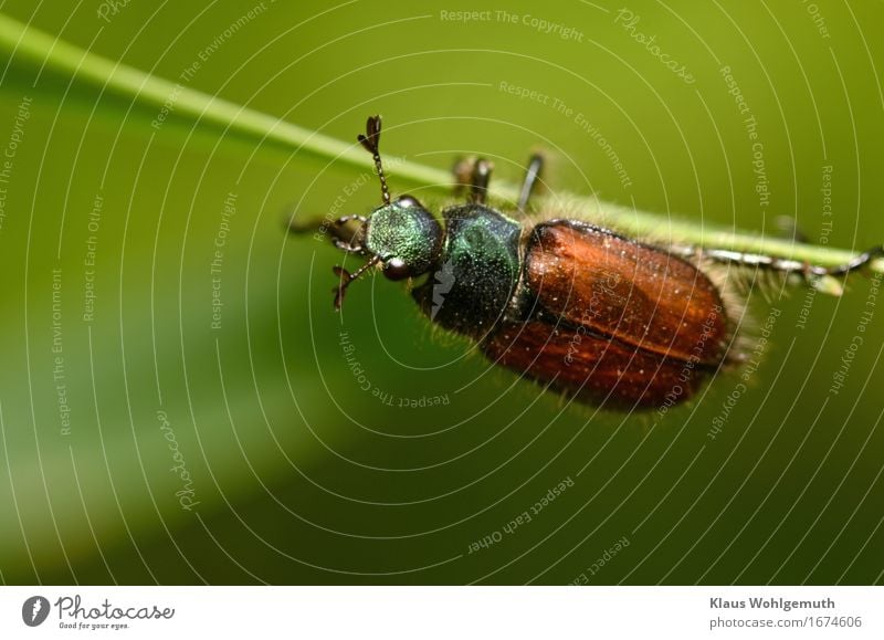 Leave me alone. Environment Nature Animal Spring Summer Grass Foliage plant Beetle 1 Observe Crawl Looking Cute Brown Green Black Peaceful Climbing Feeler Wing